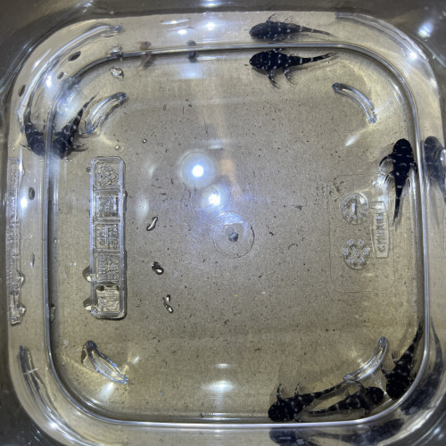 Micracanthicus L280