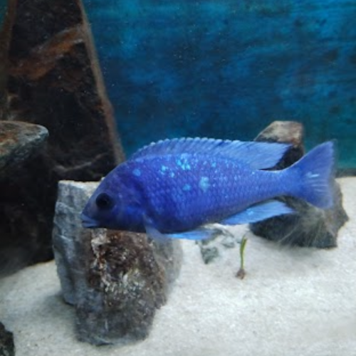 Placidochromis phenochilus tanzania