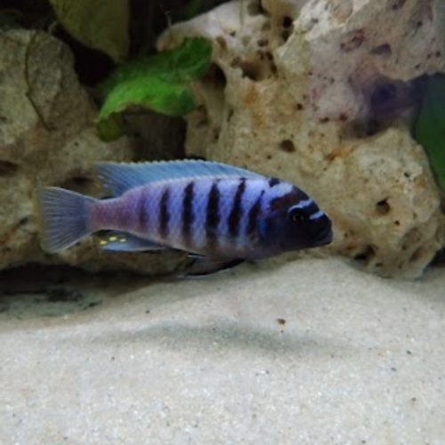 Metriaclima fainzilbery liuli
