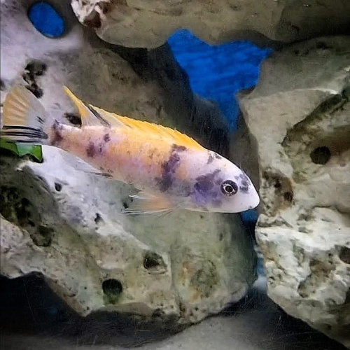 Labeotropheuse trewavasae thumby west