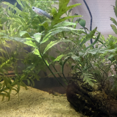 Guppy