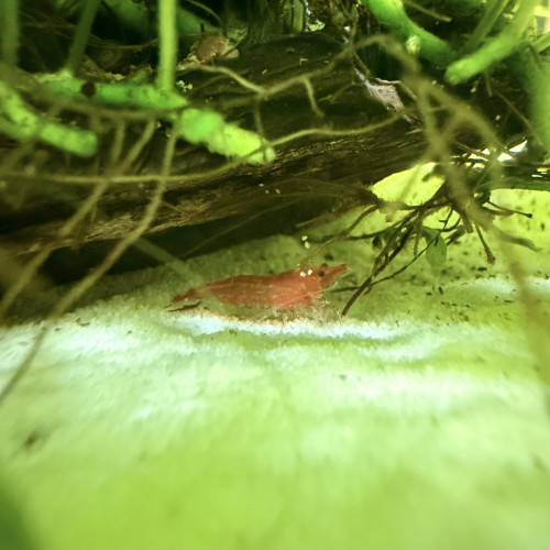 Crevette red cherry
