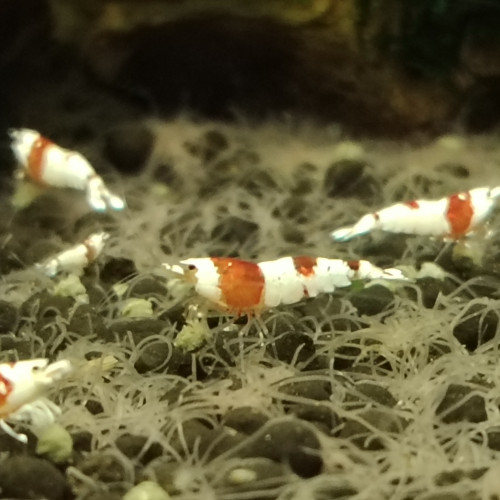 Crevettes red crystals differents grades