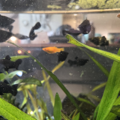 Black Molly