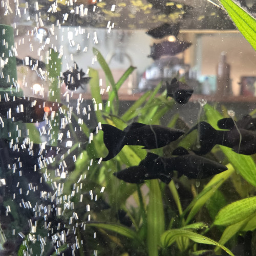 Black Molly