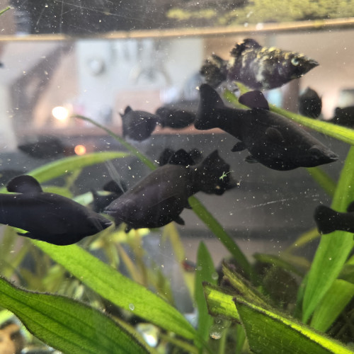Black Molly