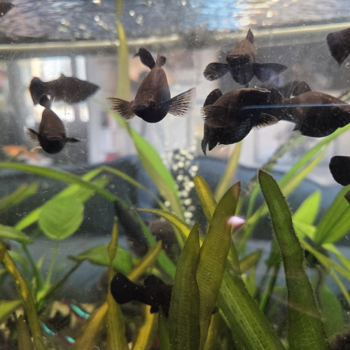 Black Molly