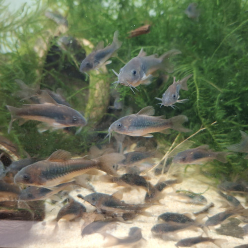 Corydoras bronze