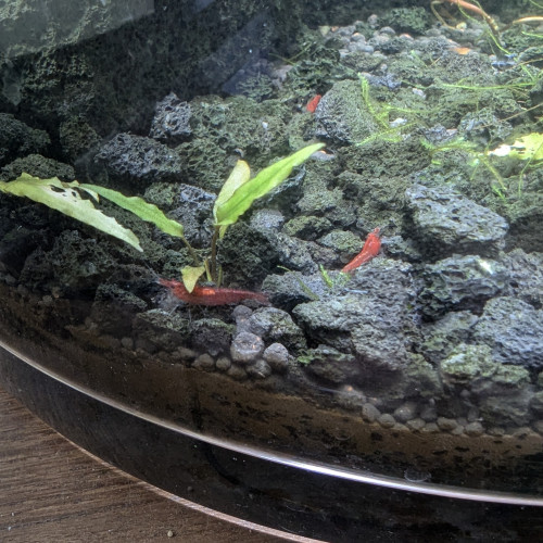 Aquarium cylindrique 17litres stabilisé, pour neocaridina