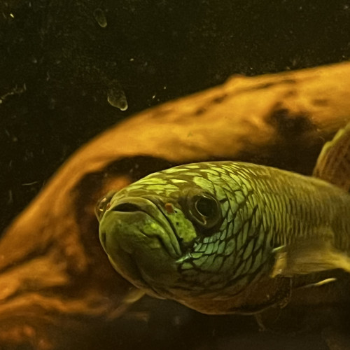 Betta Antuta F2 pair ou individuel mâle et femelle