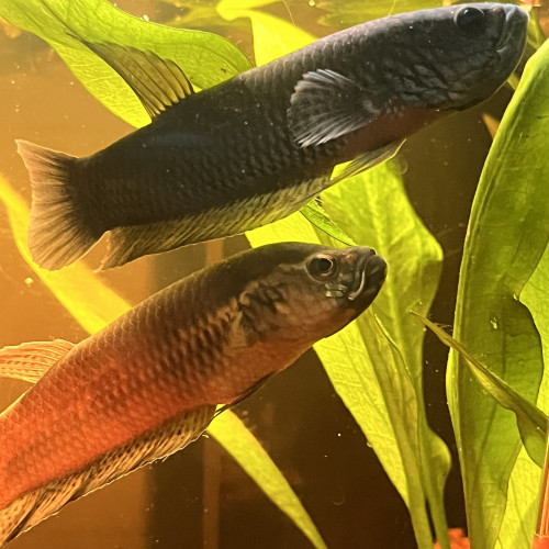 Betta Antuta F2 pair ou individuel mâle et femelle