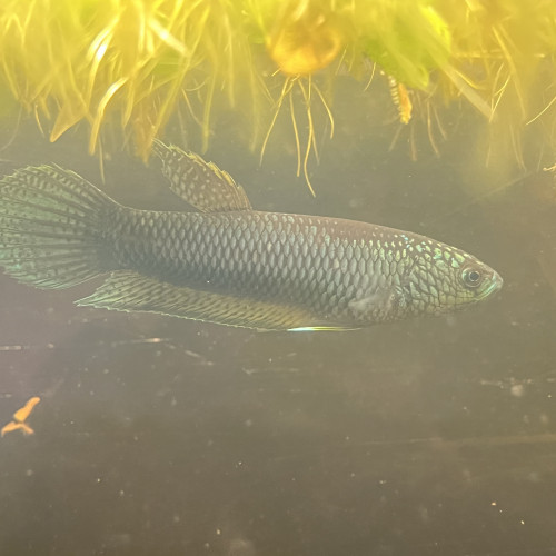 Betta Antuta F2 pair ou individuel mâle et femelle