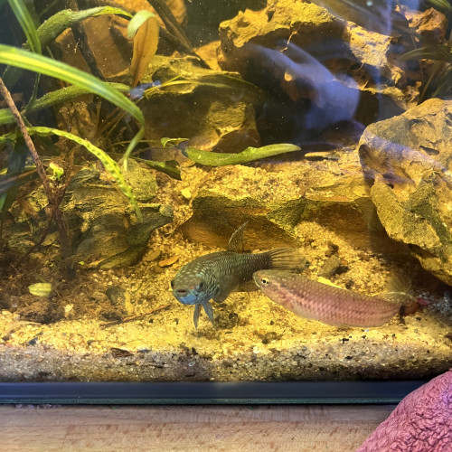Betta Antuta F2 pair ou individuel mâle et femelle