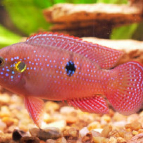 Couple plucher et 3 hemichromis