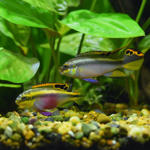Couple plucher et 3 hemichromis