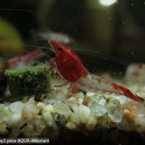 Crevettes Rili Red