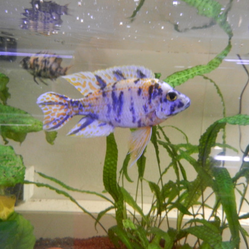 aulonocaras divers