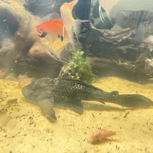 Vend pleco commun