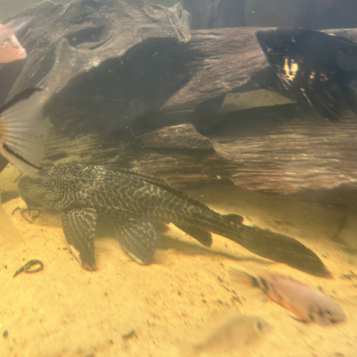 Vend pleco commun