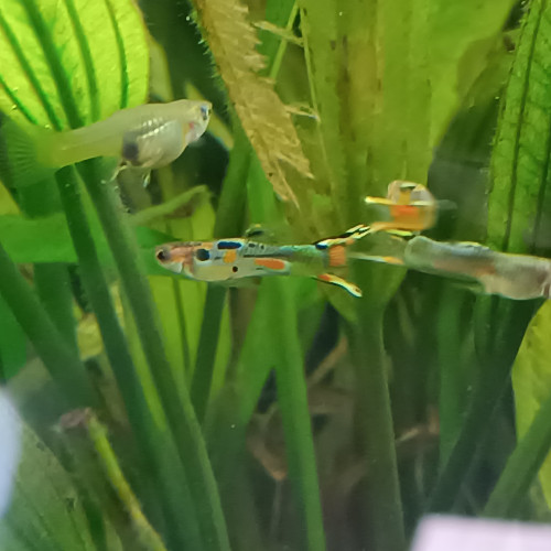Jeunes guppys