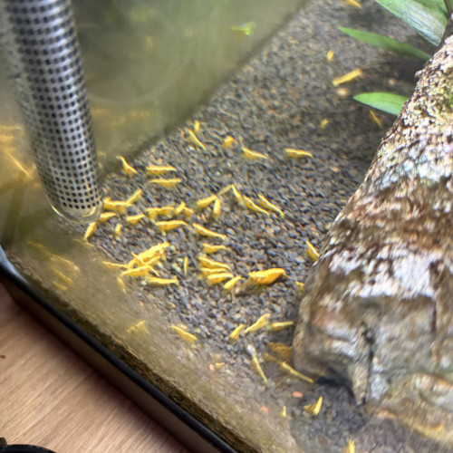 Neocaridina jaune