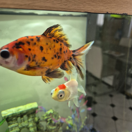Poisson Japonais