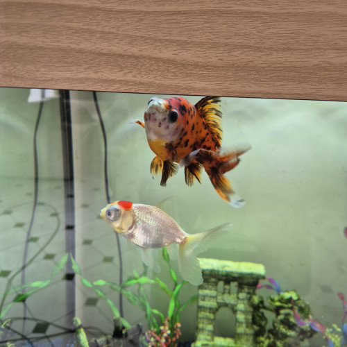 Poisson Japonais