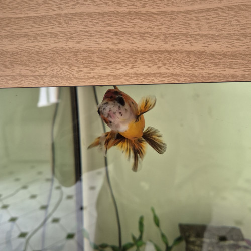 Poisson Japonais