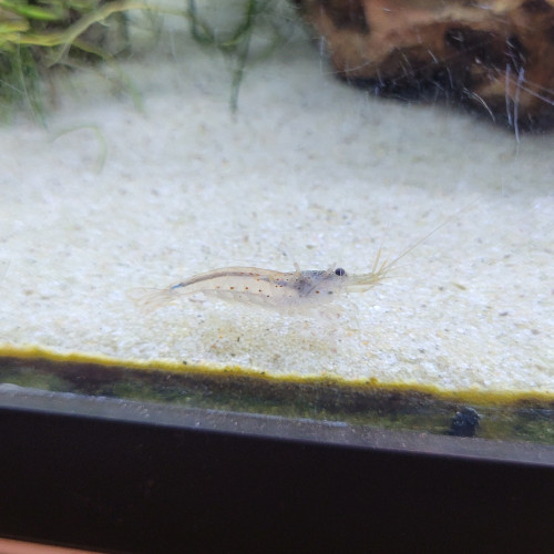 Aquarium Juvel 100 L et meuble