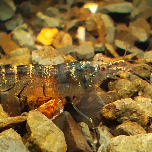 Caridina pareparensis parvidentata