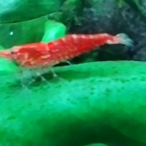 Neocaridina Davidi Red Cherry