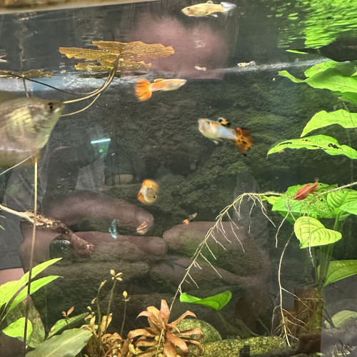 Guppy ; Ancistrus ; Crevette Blue dream