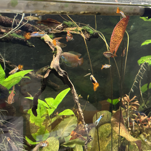 Guppy ; Ancistrus ; Crevette Blue dream