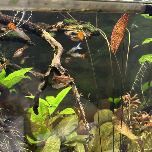 Guppy ; Ancistrus ; Crevette Blue dream