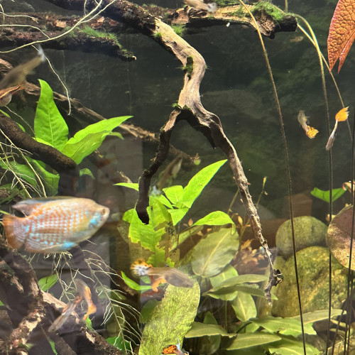Guppy ; Ancistrus ; Crevette Blue dream