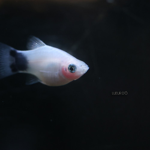 Platys variés