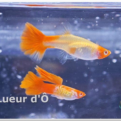 Albinos koï snakeskin (guppy)