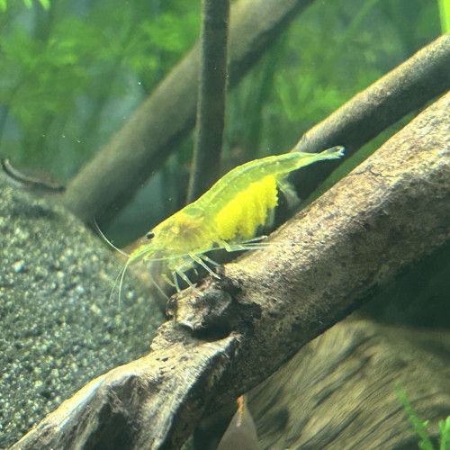 Crevettes Japonica Yellow
