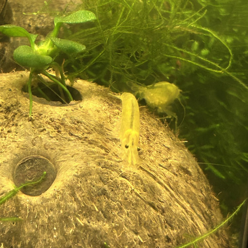 Crevettes Japonica Yellow