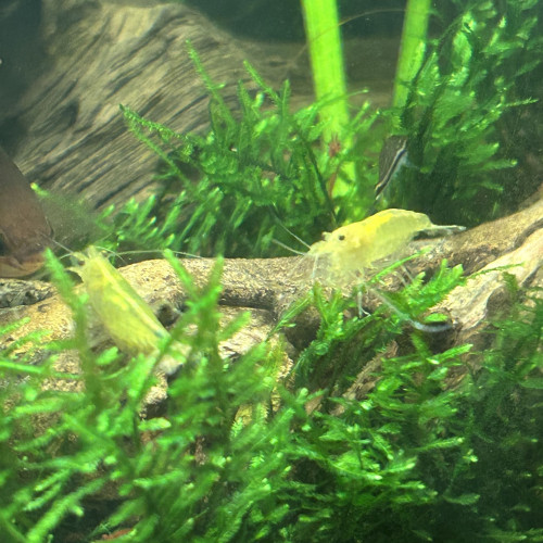 Crevettes Japonica Yellow