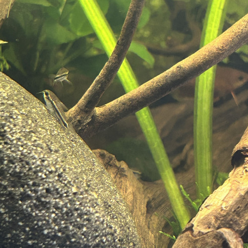 Corydoras pygmaeus - Groupe