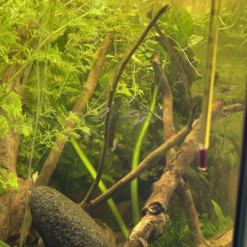 Corydoras pygmaeus - Groupe