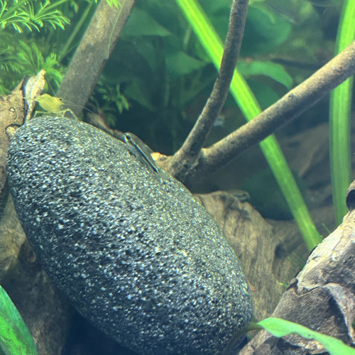 Corydoras pygmaeus - Groupe