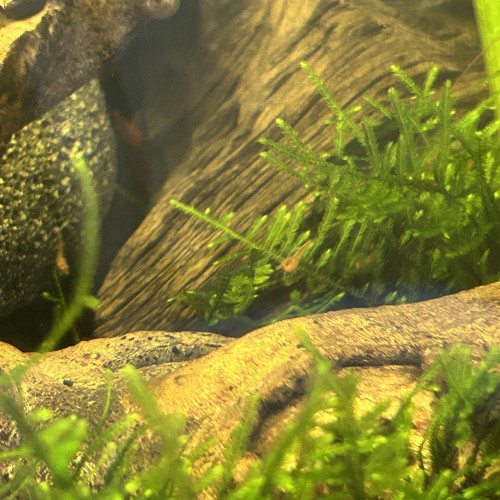 Red Cherry déclassées – Neocaridina