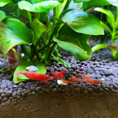 Neocaridina Fire Red juvéniles