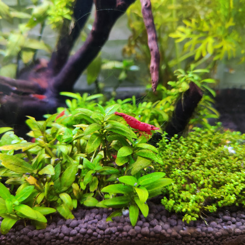 Neocaridina Fire Red juvéniles
