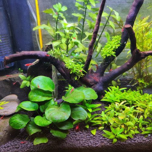 Neocaridina Fire Red juvéniles