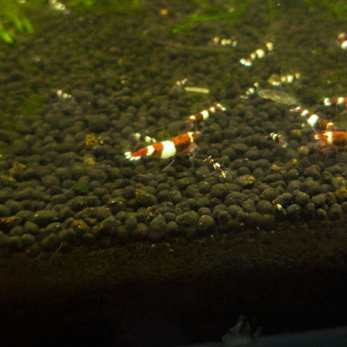Crevettes