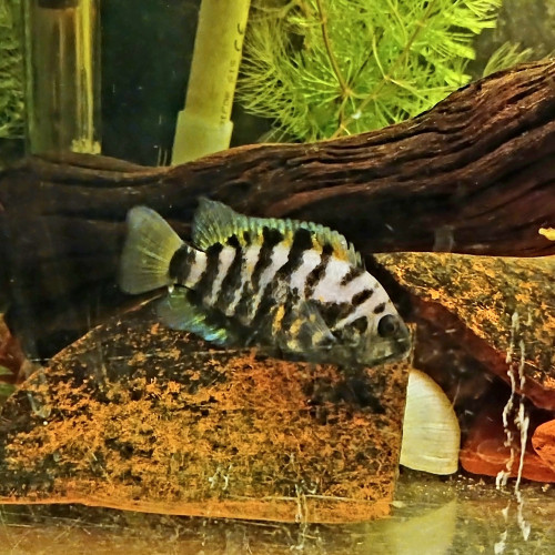Amatitlania nigrofasciata