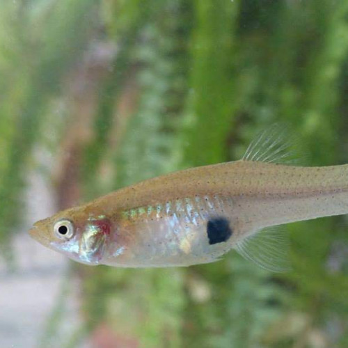 Gambusie ou gambusia poisson anti-moustique